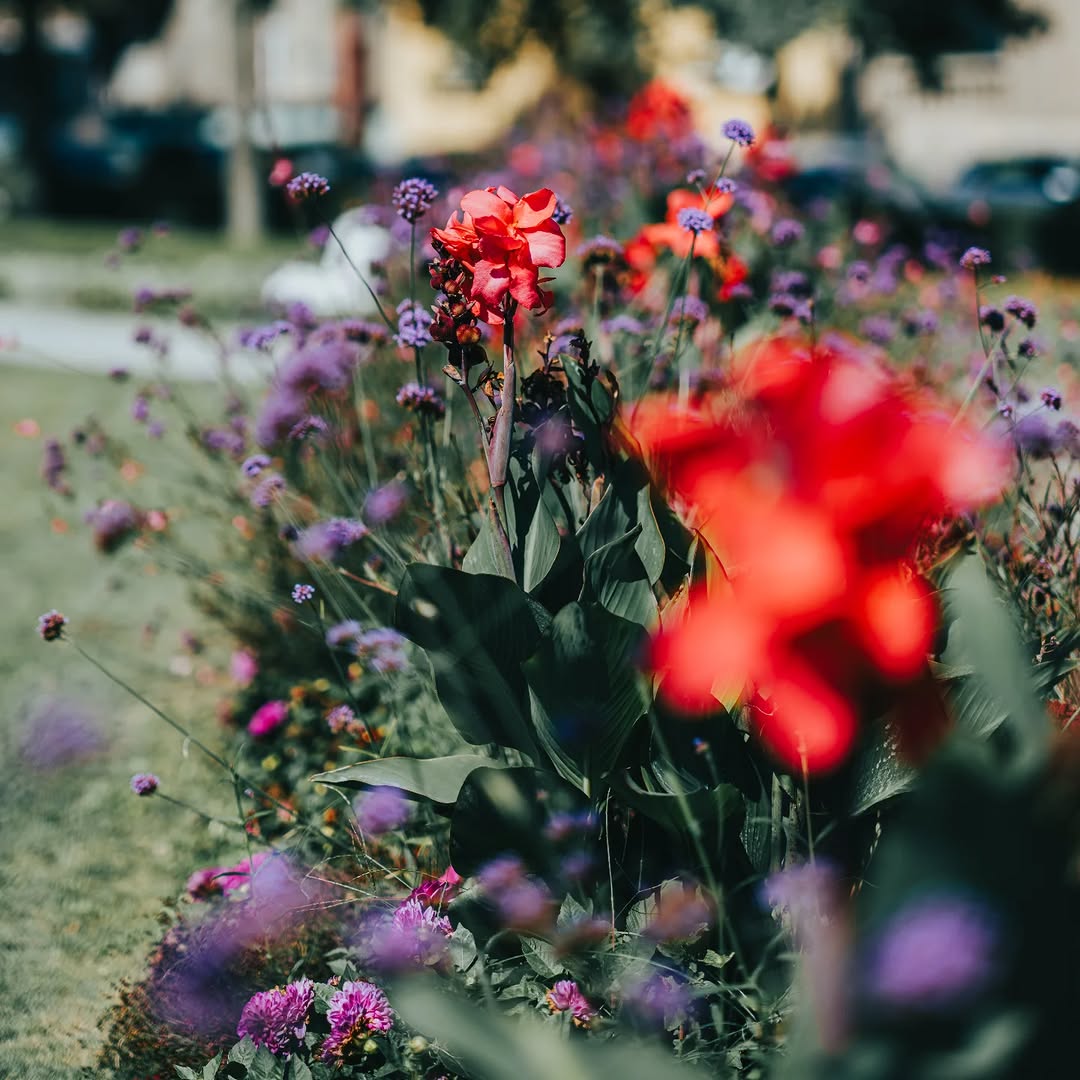 🌺💐
.
Fujifilm GFX100S II + Fujinon GF80mmF1.7 R WR
80mm - 1/2200s - f/1.7 - ISO 80
.
#streetphotography #Osijek #Croatia #Hrvatska #VisitOsijek #loveOsijek #osijekfulloflife #gradnadravi #volimOsijek #SakuntalaPark #Sakuntala #fujifilmgfx #fujifilm #fujinongf80mmf17 #fujifilmgfx100sii #gf80mmf17 #gfx100sii