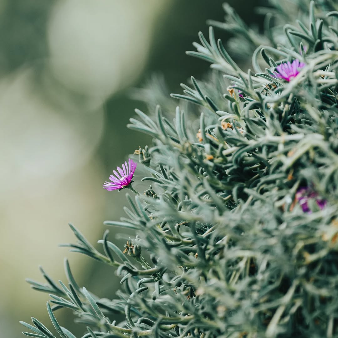 Still purple
.
Sony α7R III + Sigma 200mm F2 DG OS Sports
200mm - 1/400s - f/2 - ISO 100
. 
#sigmaadria #sigma200mmf2dgossports #sigma200mmf2sports #sigma200mmsports #sigma200mmf2 #sonyalpha #sonyalpha7riii #alpha7r3 #sonyhrvatska #flower #istokuobjektivu