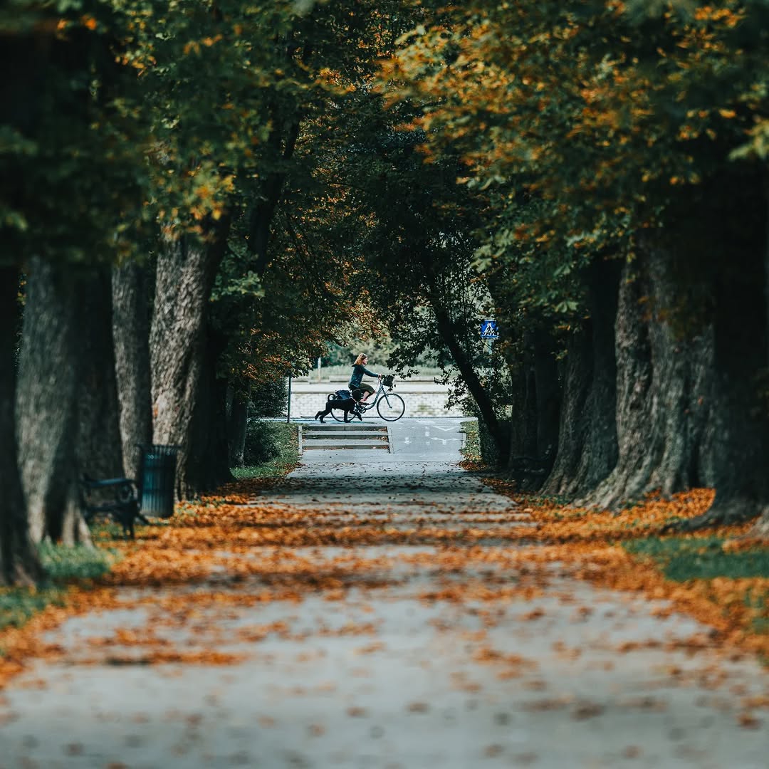 in the distance
.
Sony α7R III + Sigma 200mm F2 DG OS Sports
200mm - 1/500s - f/2 - ISO 100
. 
#sigmaadria #sigma200mmf2dgossports #sigma200mmf2sports #sigma200mmsports #sigma200mmf2 #sonyalpha #sonyalpha7riii #alpha7r3 #sonyhrvatska #flower #istokuobjektivu #park #trees #pathway #streetphotography