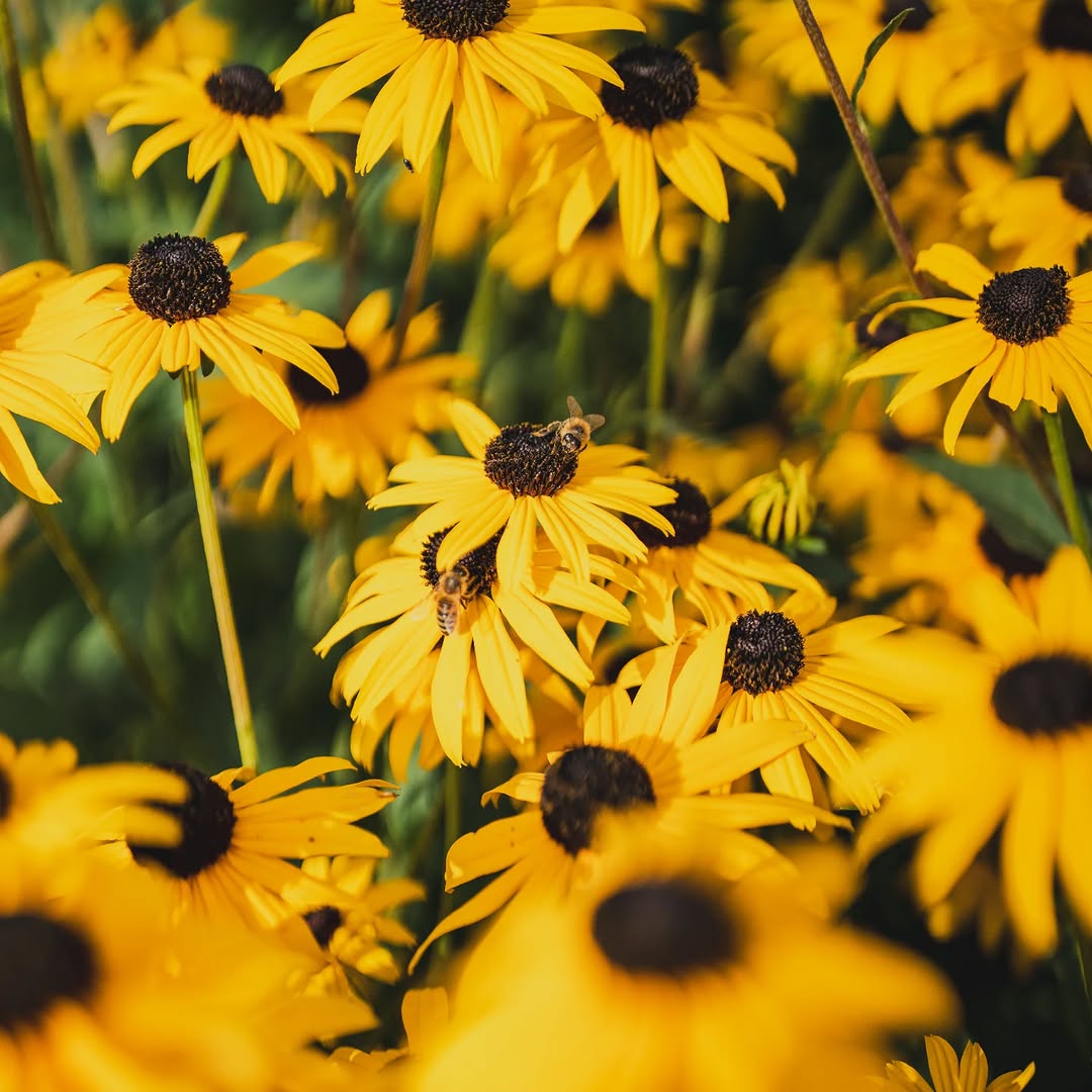 workforce
.
Sony α7R III + Sigma 35mm F1.2 DG II Art
35mm - 1/8000s - f/1.2 - ISO 100
. 
#sigmaadria #sigmaphoto #sigma35mmf12dgiiart #sigma35mmf12art #sigma35mmart #sigma35mmf12 #sigma35mm #sonyalpha #sonyalpha7riii #alpha7r3 #sonyhrvatska #flower #yellowflower #bee #istokuobjektivu