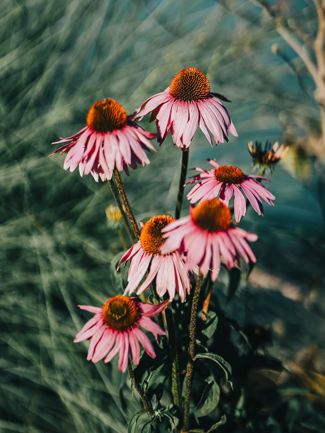 6+1
.
Sony α7R III + Sigma 135mm F1.4 DG Art
135mm - 1/6400s - f/1.4 - ISO 100
. 
#sigmaadria #sigmaphoto #sigma135mmf14dgart #sigma135mmf14art #sigma135mmart #sigma135mmf14 #sigma135mm #sonyalpha #sonyalpha7riii #alpha7r3 #sonyhrvatska #istokuobjektivu #Osijek #osijekfulloflife #VisitOsijek #VisitCroatia #flower