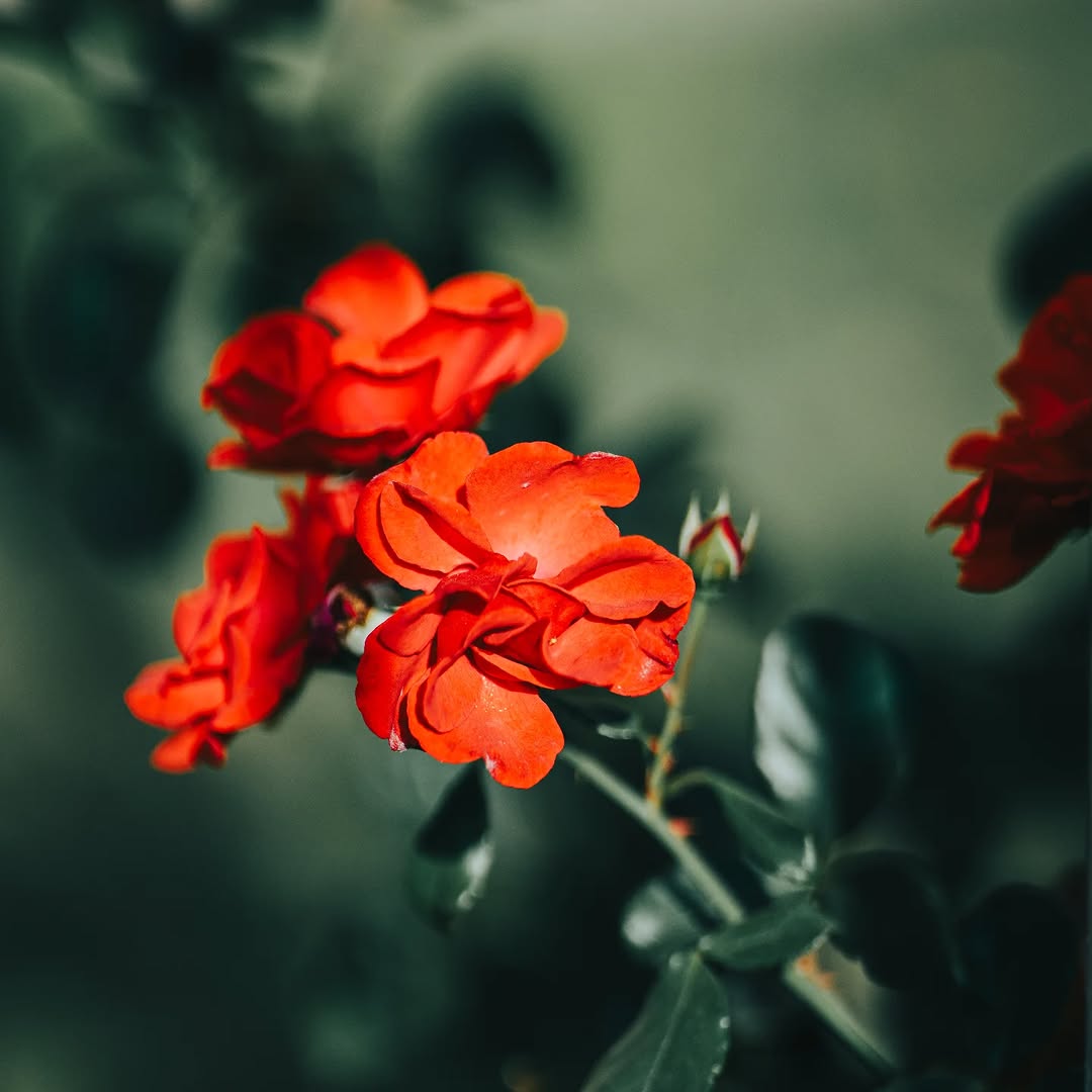 Red rose 🌹
.
Sony α7R III + Sigma 135mm F1.4 DG Art
135mm - 1/4000s - f/1.4 - ISO 100
. 
#sigmaadria #sigmaphoto #sigma135mmf14dgart #sigma135mmf14art #sigma135mmart #sigma135mmf14 #sigma135mm #sonyalpha #sonyalpha7riii #alpha7r3 #sonyhrvatska #rose #redrose #flower #istokuobjektivu